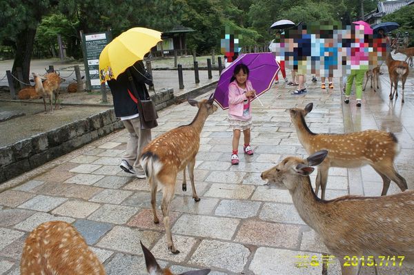 日本-奈良公園(梅花鹿公園)