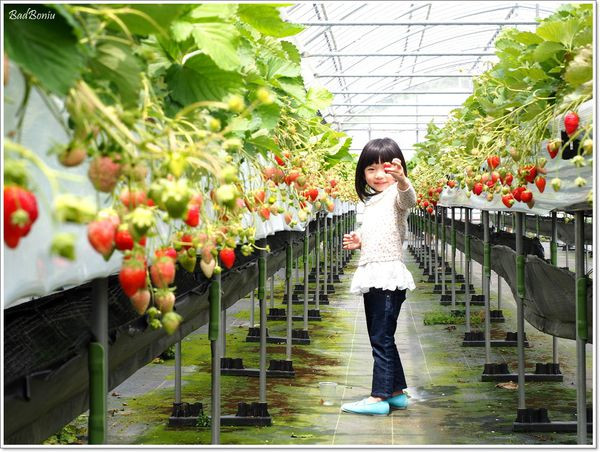日本-沖繩-石川草莓園