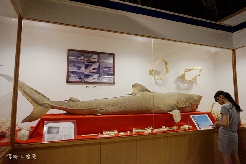鯊魚博物館(鯊魚黑幫)