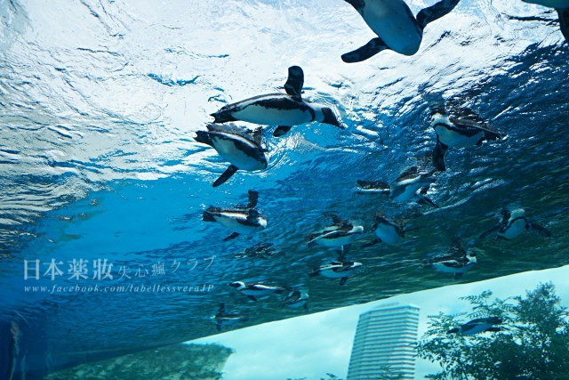 日本東京-陽光水族館Sunshine Aquarium