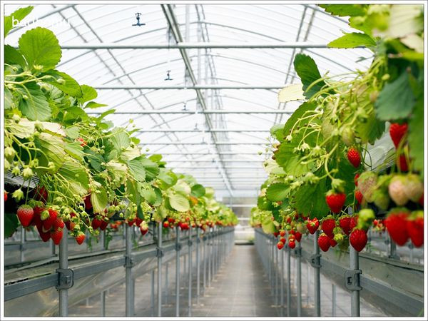日本沖繩-Ginoza Strawberry Farms