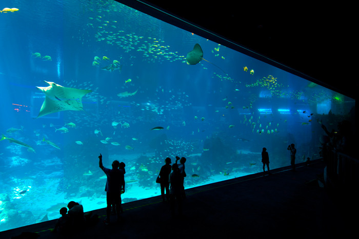 新加坡-聖淘沙-S.E.A海洋館 S.E.A. Aquarium
