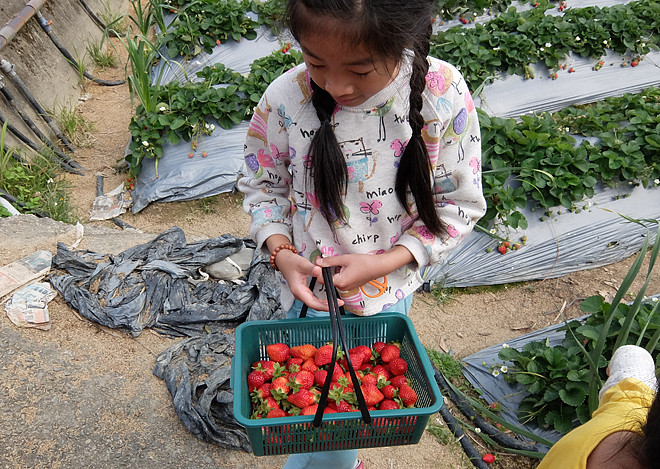 莓樂地金榜農園(金榜草莓園)-採草莓、玉米等無毒蔬菜