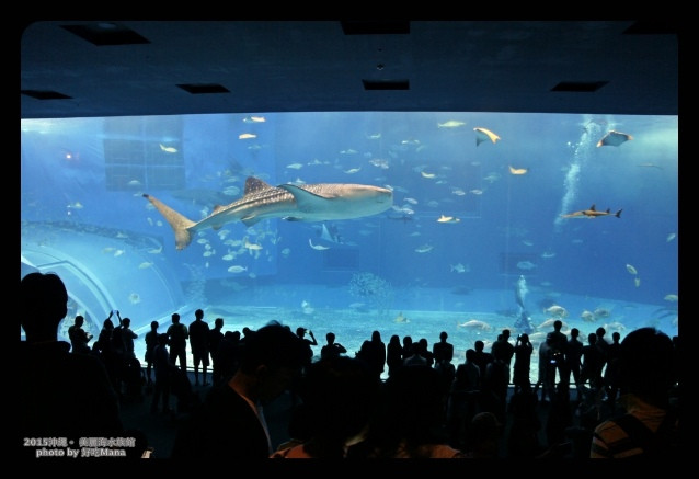 日本-沖繩美麗海水族館@沖繩海洋博公園