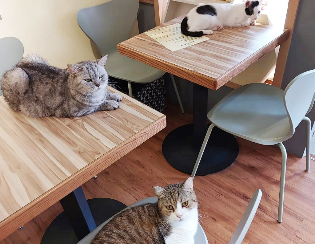 奧莉花貓主題餐廳 Olivia's Cats(貓餐廳/貓咖啡)