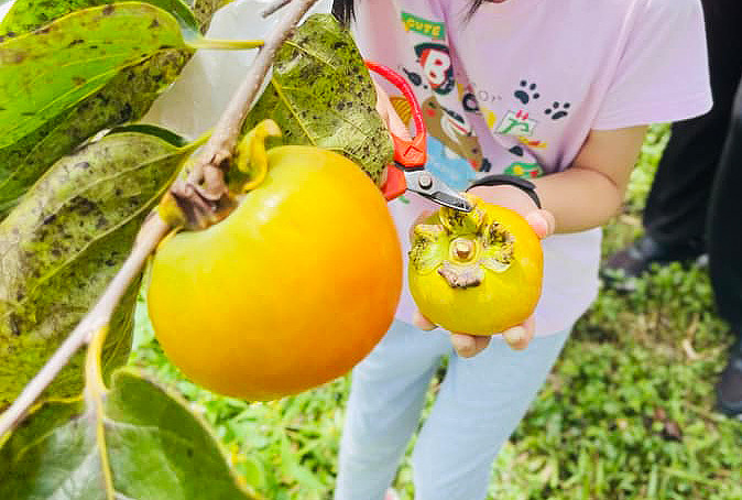 菁豐果園農場-日本甜柿開放自採