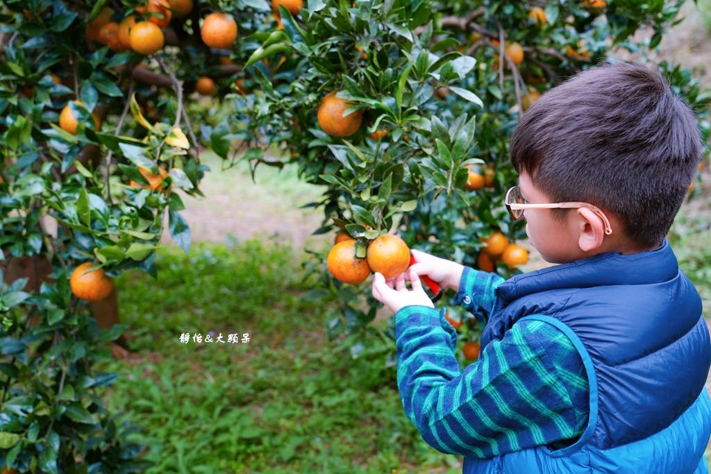 上瑞柑橘觀光果園