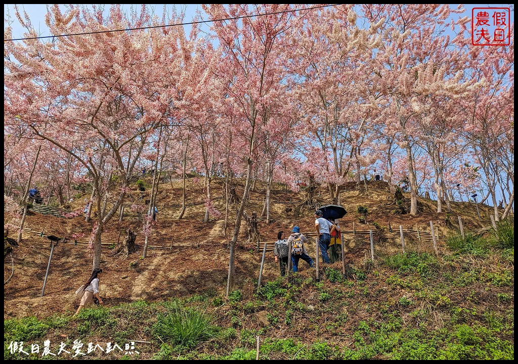 阿拉伯的粉紅村(花旗木秘境-04/01-05/05開放賞花)
