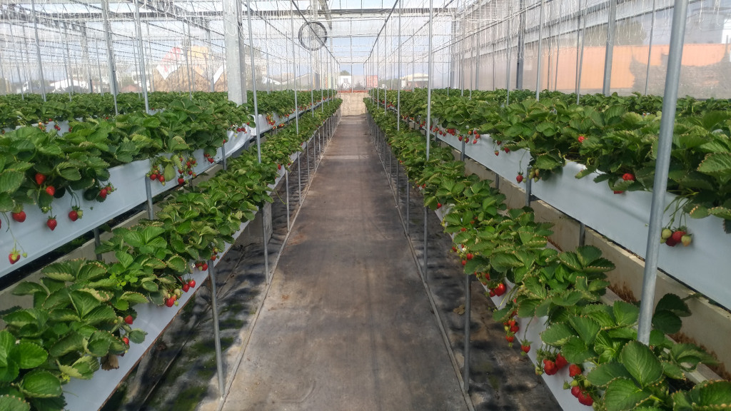 536無毒草莓農園