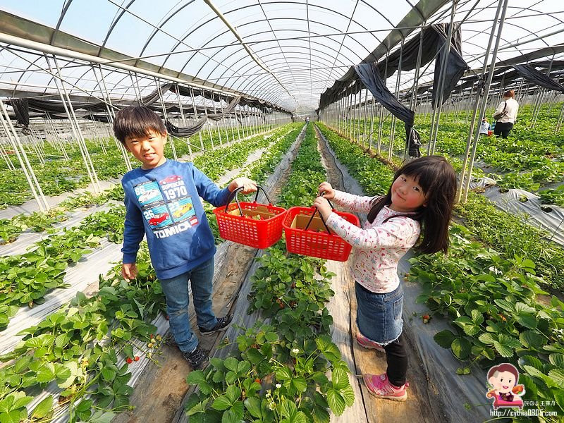 323溫室精緻農場(採草莓、小蕃茄、南瓜)