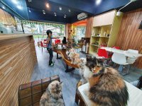 元氣貓主題咖啡館(貓餐廳/貓咖啡)