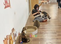 浪愛有家中途貓餐廳(貓餐廳/貓咖啡)