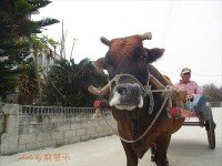 澎湖瓦硐村搭牛車